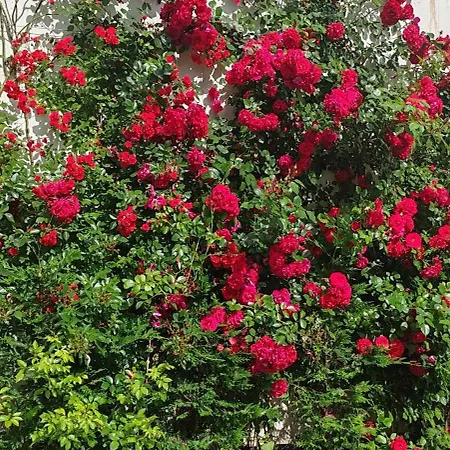 Sea Point La 4* Złote Piaski